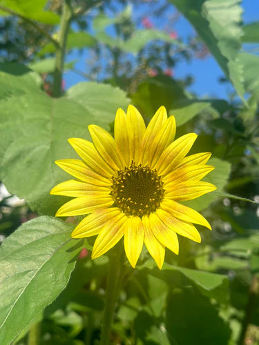 From Seed to Bloom